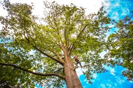 How Our Tree Care Process Works  in  Roseland, LA