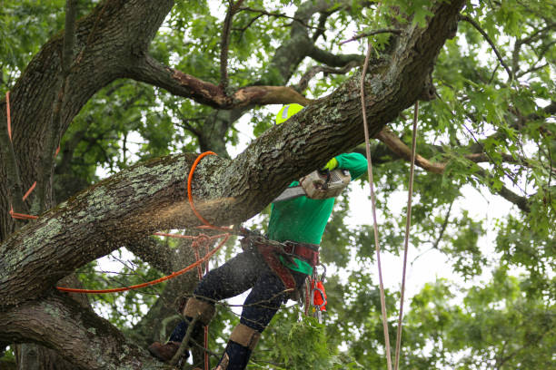 Best Hazardous Tree Removal  in Rosend, LA