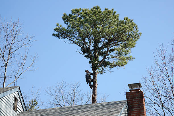 Best Firewood Processing and Delivery  in Rosend, LA