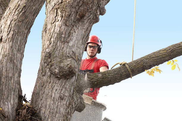 Best Tree Disease Treatment  in Rosend, LA